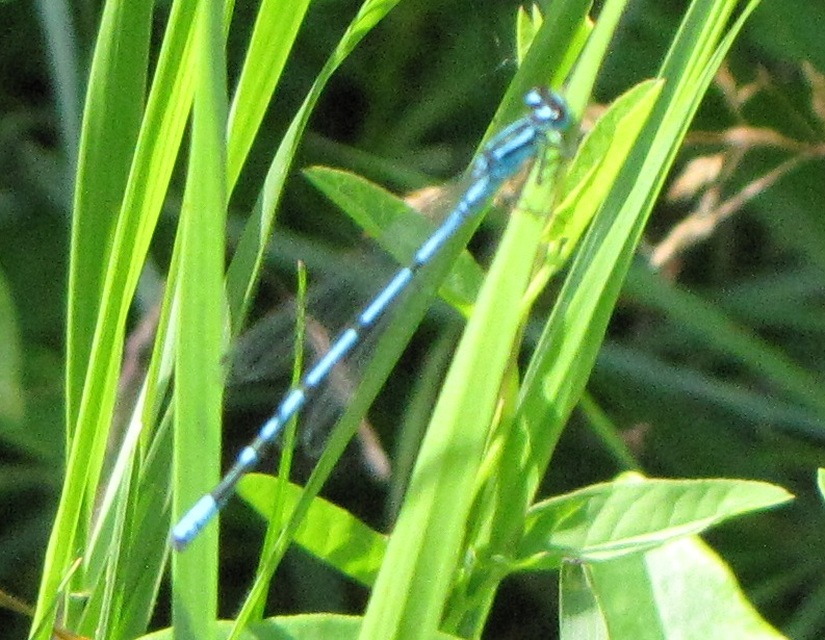 Coenagrion puella - azúrkék légivadász