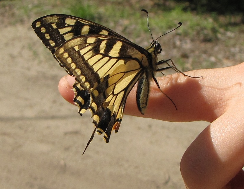 Papilio machaon - fecskefarkú lepke
