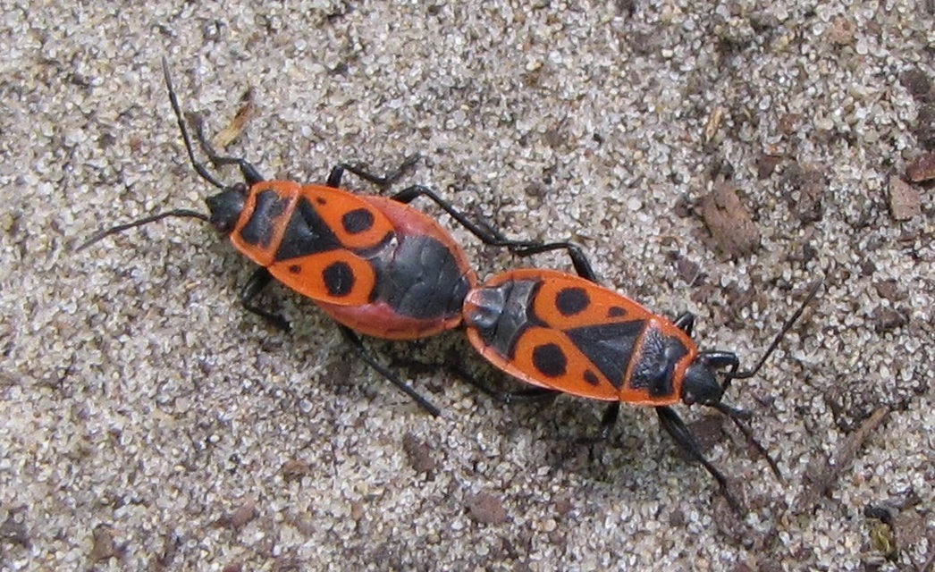 Pyrrhocoris apterus - verőköltő poloska