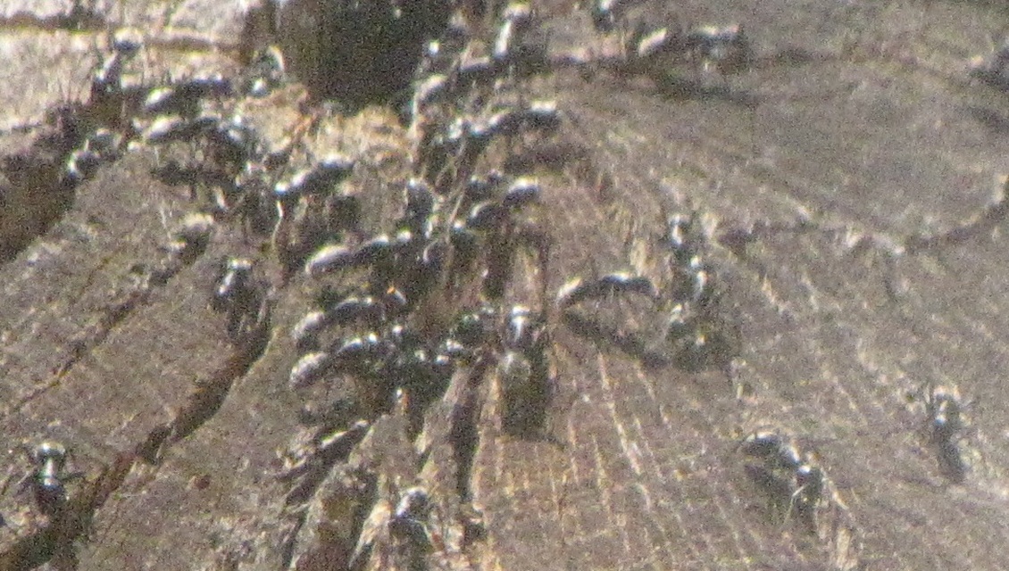 Camponotus vagus - fekete lóhangya