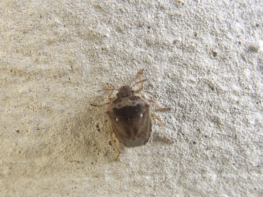Eysarcoris ventralis - fakó feketefejű-poloska Eysarcoris ventralis - fakó feketefejű-poloska