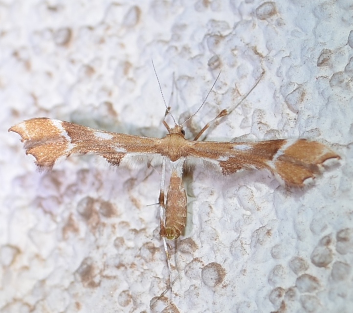 Cnaemidophorus rhododactyla - rózsabogyó-tollasmoly