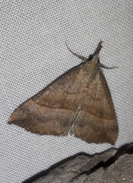Hypena proboscidalis - ormányos karcsúbagoly