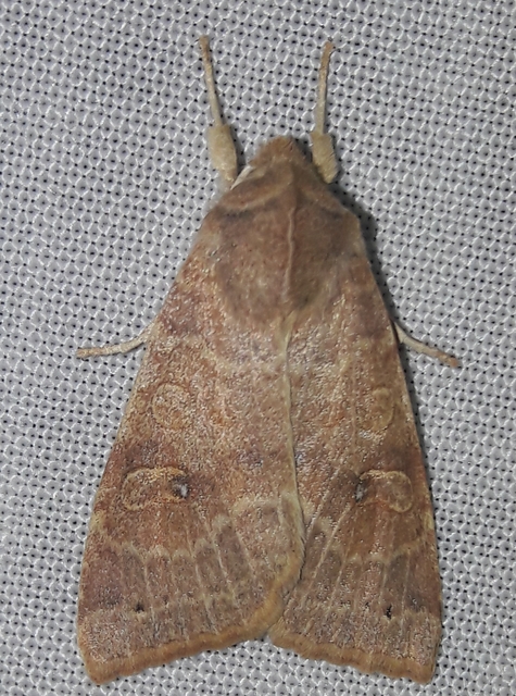 Cirrhia ocellaris - fakó sárgabagoly