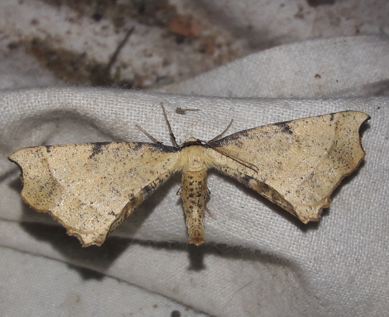 Artiora evonymaria - kecskerágó-araszoló