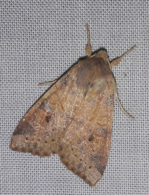 Cirrhia ocellaris - fakó sárgabagoly