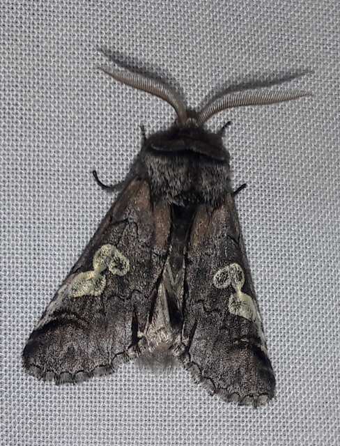 Diloba caeruleocephala - őszi kékesbagoly