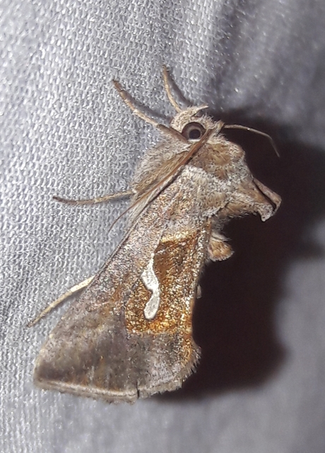 Macdunnoughia confusa - cseppfoltos ezüstbagoly