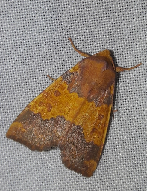 Tiliacea aurago - aranyló sárgabagoly