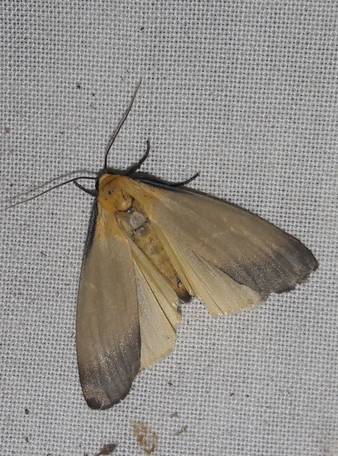 Lithosia quadra - négypettyes zuzmószövő