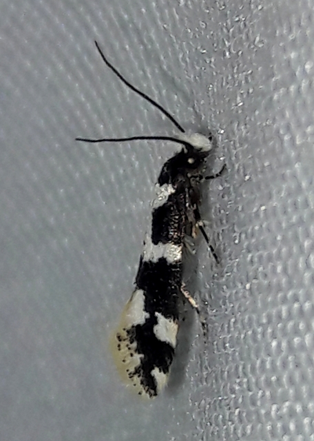 Neurothaumasia ankerella - magyarmoly