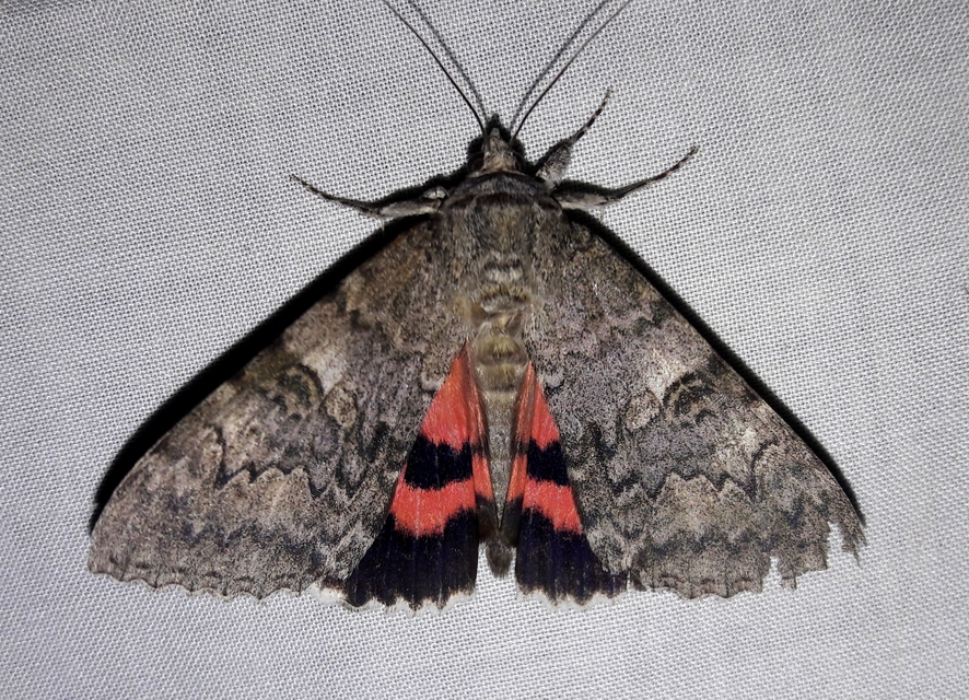 Catocala nupta - piros övesbagoly