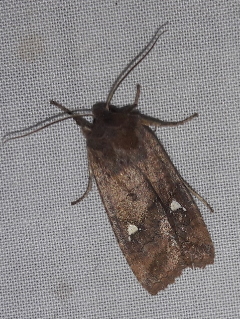 Eupsilia transversa - holdacskás télibagoly