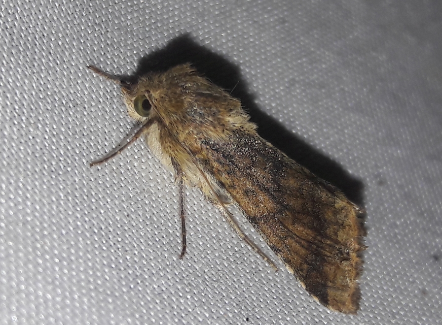 Helicoverpa armigera - kukorica-veteménybagoly
