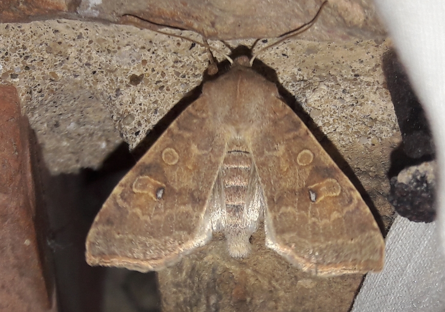 Cirrhia ocellaris - fakó sárgabagoly