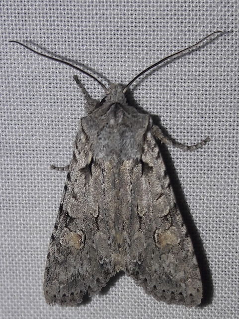 Lithophane ornitopus - közönséges fabagoly