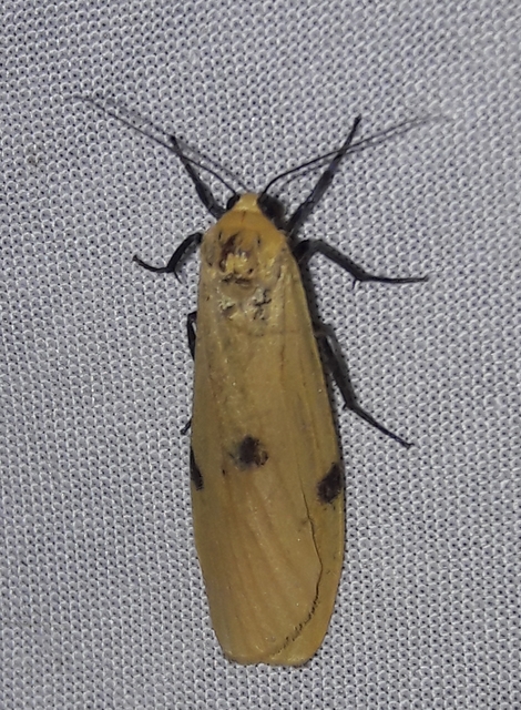 Lithosia quadra - négypettyes zuzmószövő