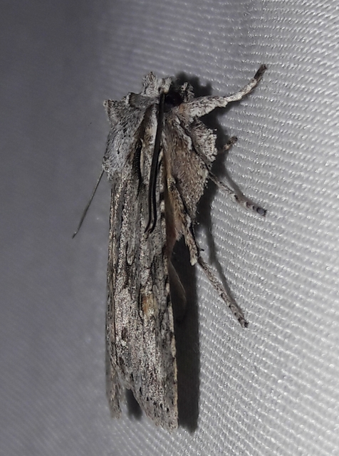Lithophane ornitopus - közönséges fabagoly