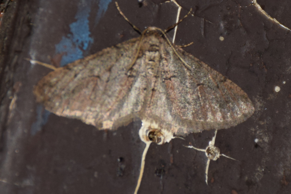 Agriopis bajaria - kökény-téliaraszoló