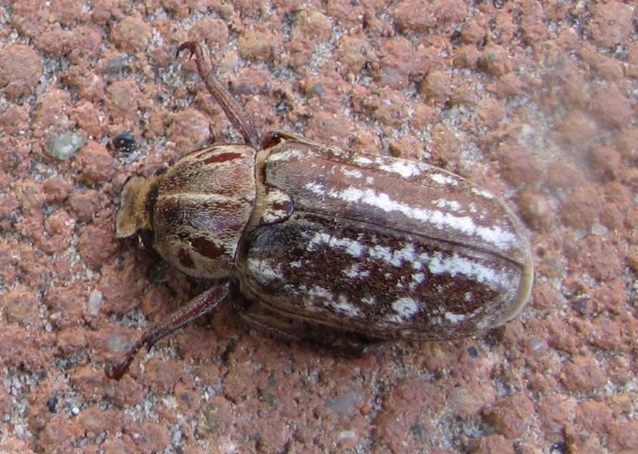 Anoxia orientalis - keleti cserebogár