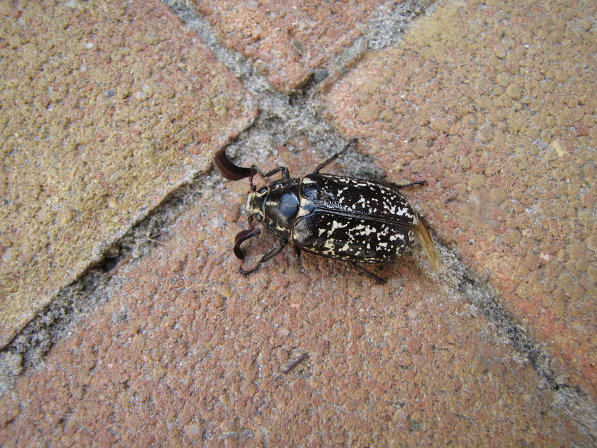 Polyphylla fullo - csapó cserebogár