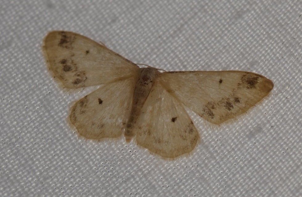 Idaea trigeminata - csúcsfoltos apróaraszoló