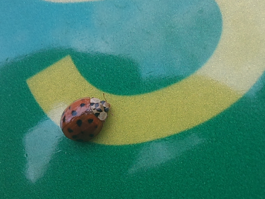 Harmonia axyridis - harlekinkatica