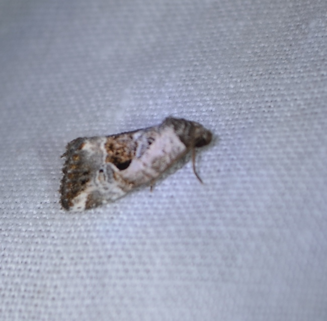 Hapalotis venustula - rózsaszínű mázasbagoly