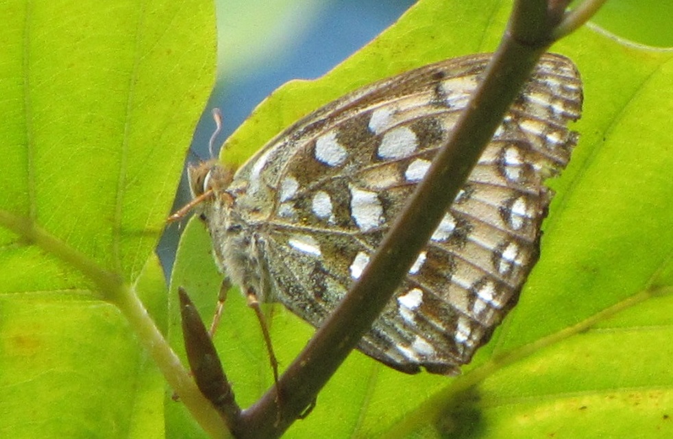 Argynnis aglaja - kerekfoltú gyöngyházlepke