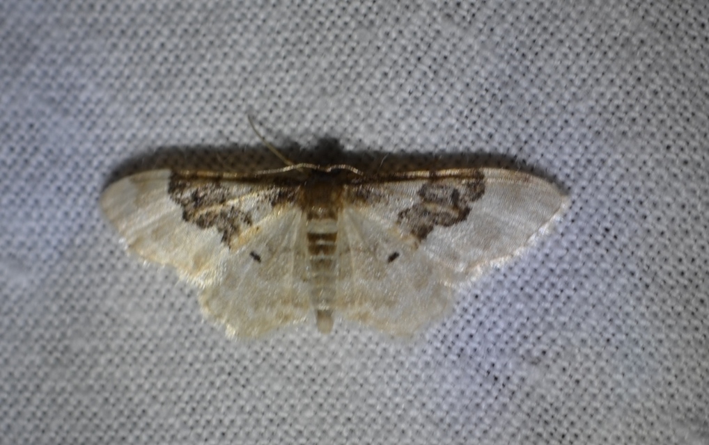 Idaea rusticata - tarka apróaraszoló