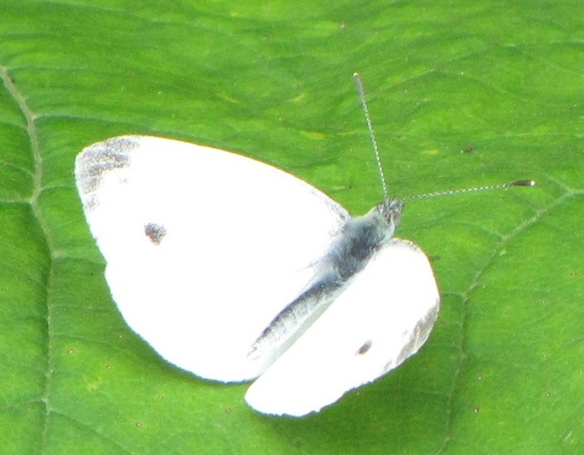 Pieris rapae - répalepke