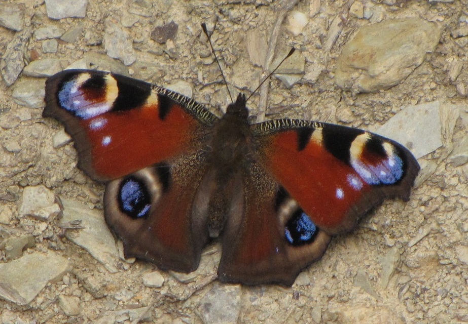 Nymphalis io - nappali pávaszem