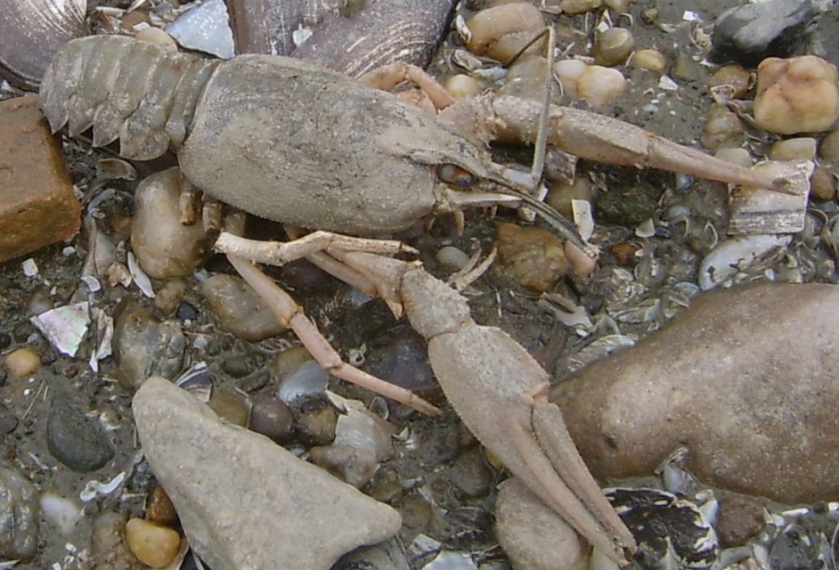 Astacus leptodactylus - kecskerák