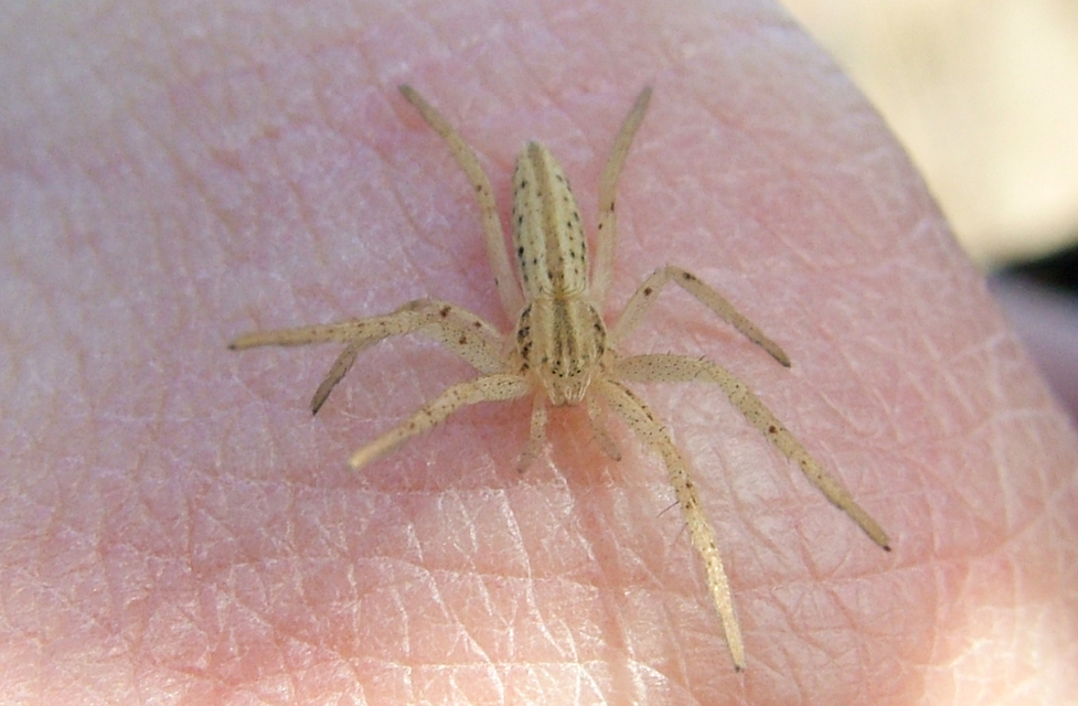 Tibellus