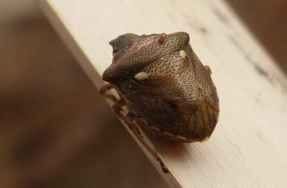 Eysarcoris aeneus - fémes feketefejű-poloska Eysarcoris aeneus - fémes feketefejű-poloska