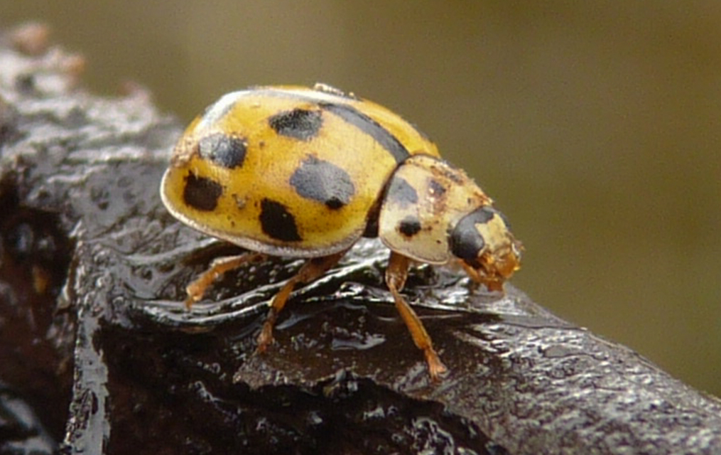 Propylea quatuordecimpunctata - tizennégypettyes füsskata