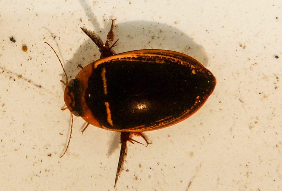 Hydaticus transversalis - harántsávos mocsáricsíkbogár