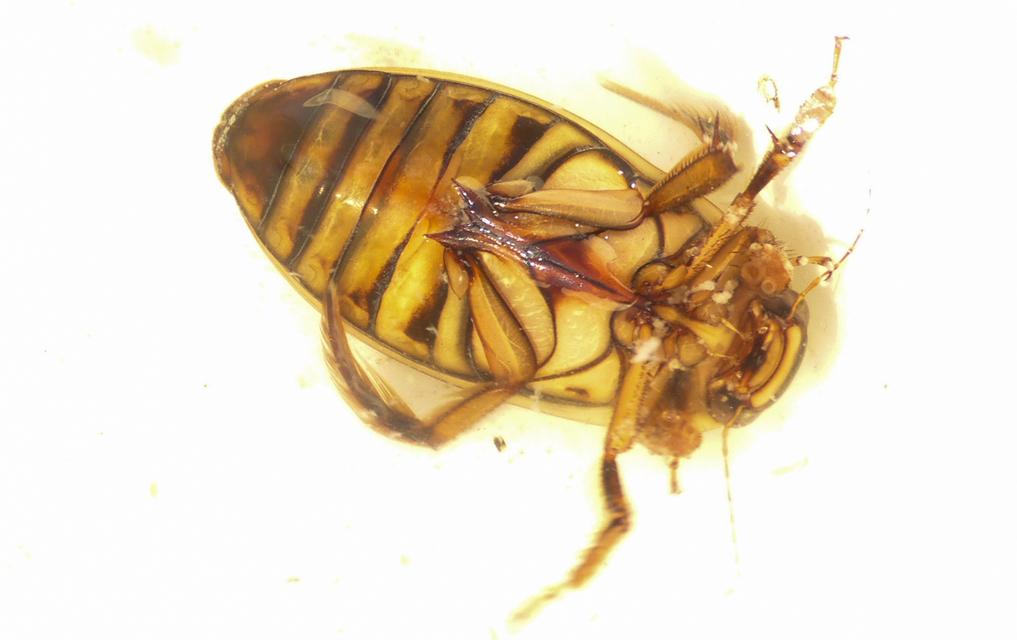 Dytiscus circumflexus - foltoshasú csíkbogár