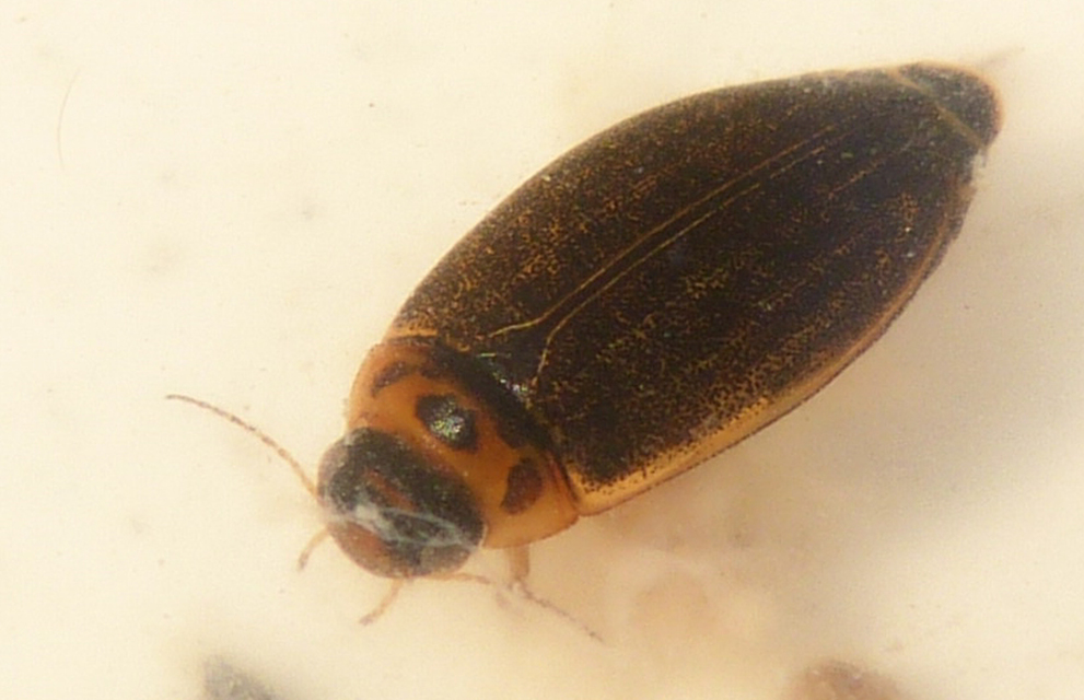 Rhantus frontalis - sárgamellű particsíkbogár