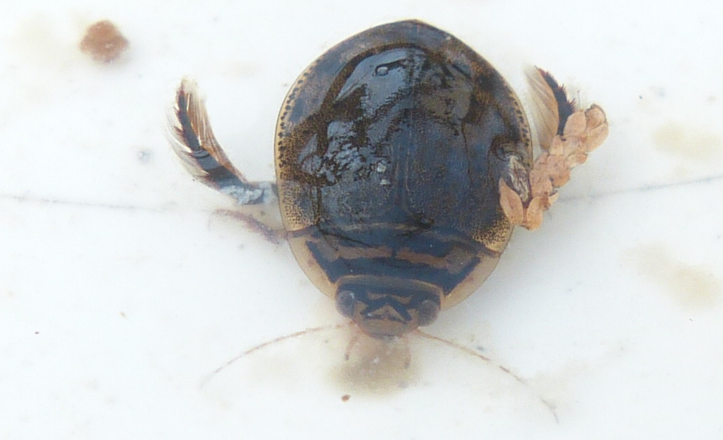 Acilius sulcatus - gyűrűscombú barázdáscsíkbogár
