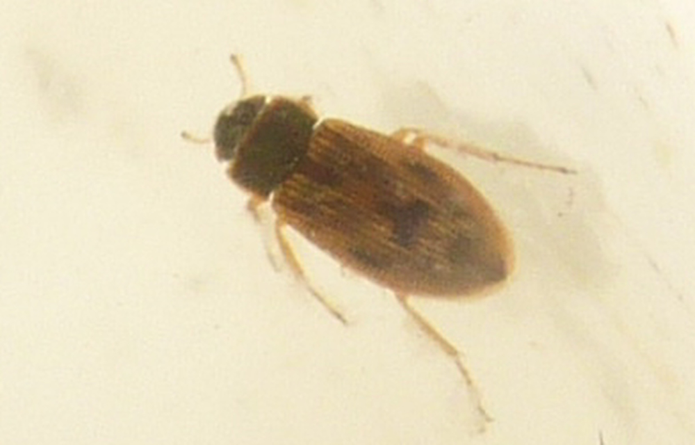 Helophorus