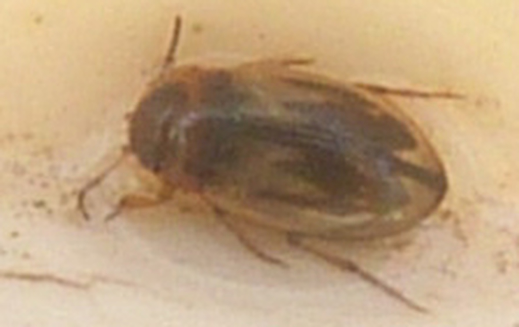 Hydroglyphus geminus - gyakori paránycsíkbogár