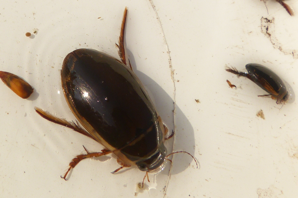 Dytiscus marginalis - szegélyes csíkbogár