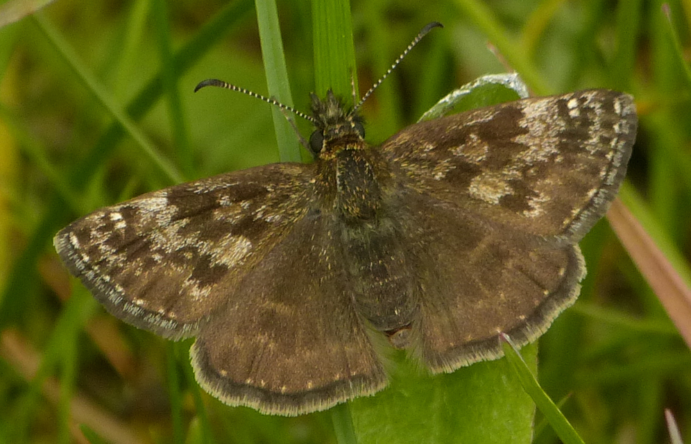 Erynnis tages - cigánylepke