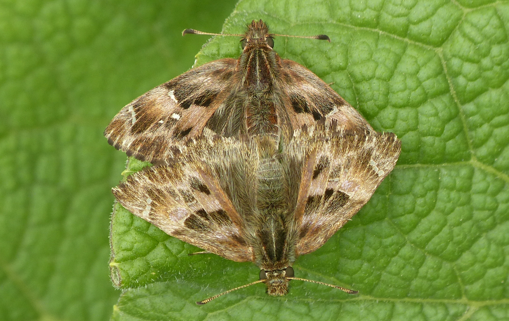 Carcharodus alceae - mályva-busalepke