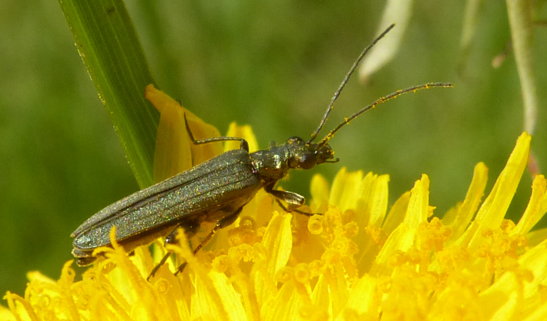 Oedemera