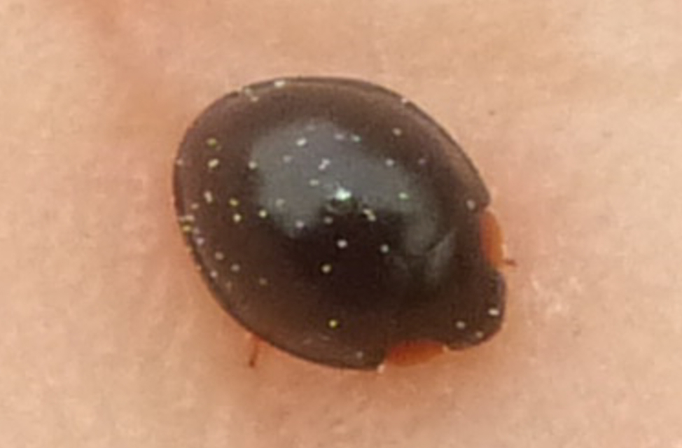 Parexochomus nigromaculatus - egyszínű szerecsenkata