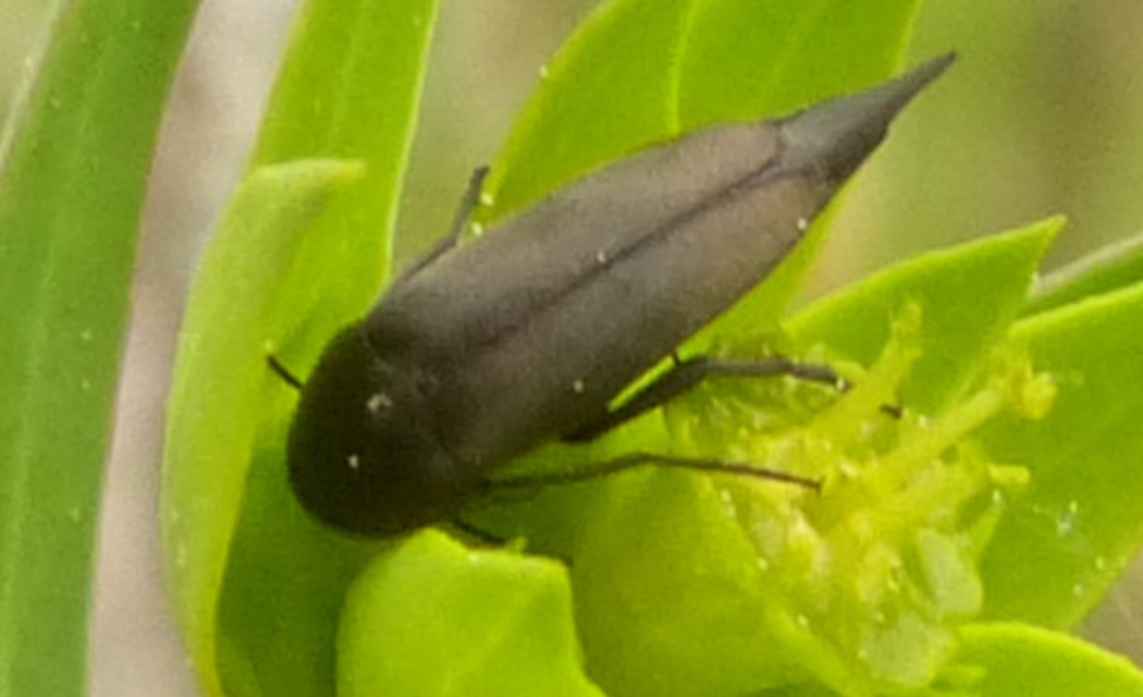 Mordellidae - marókafélék