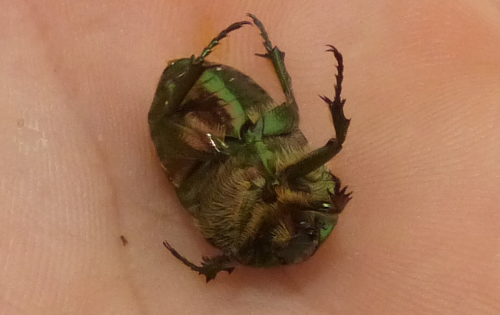 Cetonia aurata - aranyos virágbogár