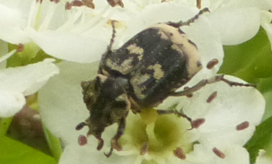 Valgus hemipterus - suta virágbogár